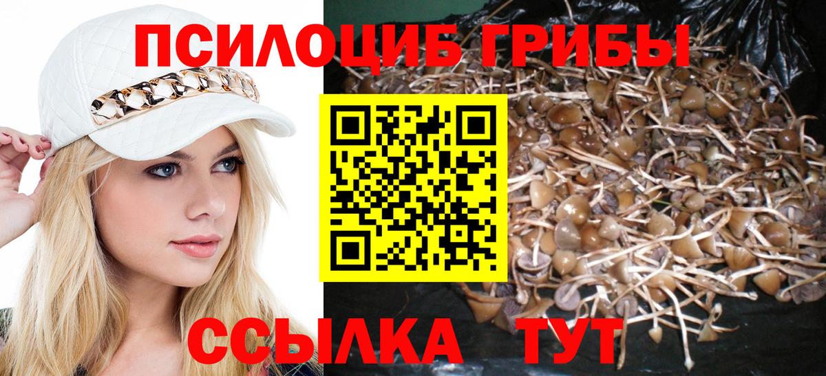 Галлюциногенные грибы Psilocybe Мичуринск